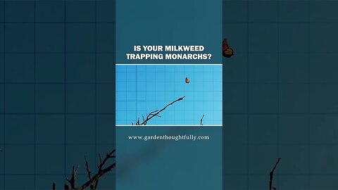 The SHOCKING TRUTH about Milkweed and Monarch Butterflies | Heather Andrews