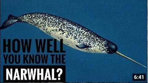 Narwhal || Description, Characteristics and Facts!