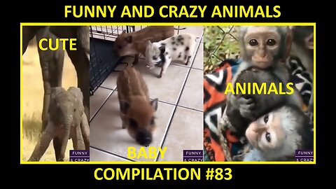 Cute Baby Animals - Elephant Cub,Rabbit,Chimpanzee,Colt,Lama,Hamster,Piglet - Compilation #83