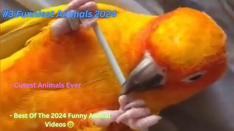 #3 Funniest Animals 2024 - Best Of The 2024 Funny Animal Videos 😁 - Cutest Animals Ever