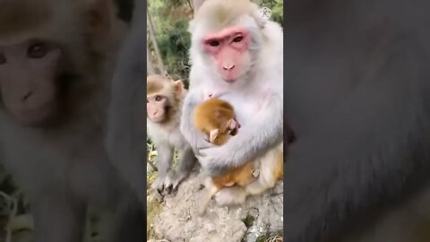 Monkey funny video || cute 🐵 monkey #longvidio #short #amazing #viralvideo2022 #shortsvideo