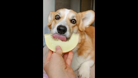 Cute animals eat like this! Make your pet eat funny but healthy!!