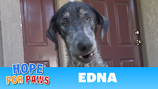 Edna's registered owner thought she was dead for 2 years!!!