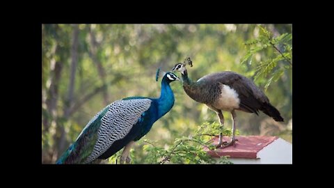 Peacock & Peahen Voice Sound Effect (HD)