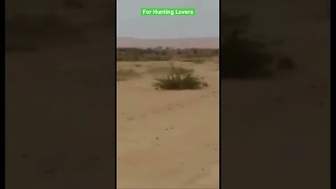Greyhound chasing Rabbit 🐇 in big Desert 🏜️ in Africa Galgo persiguiendo al conejo en África