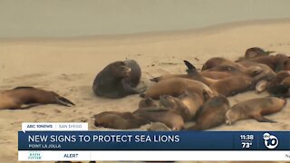 New signs to protect sea lions