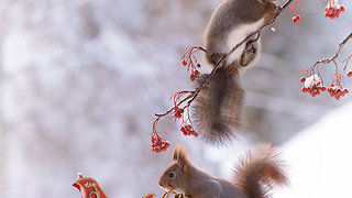 2017 Christmas photos with squirrels