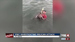 Man faces charges after attacking a pelican