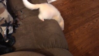 Snowball climbing around and then getting hiccups