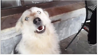 This Jealous Dog Refuses To Let His Owner Pet The Cat