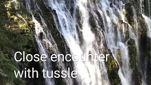 Close encounter with Tussle,#shortvideo,#tourvlog