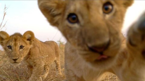 Baby lion cubs chatting with Mom so cute