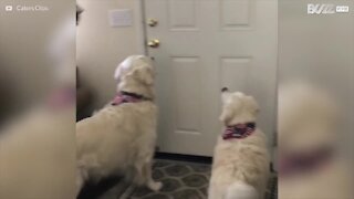 Qu'est-ce qui est plus excité qu'un chien qui attend son ami? Trois chiens!
