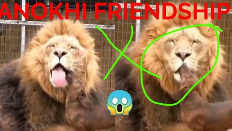 Dachshund And Lion -- This is Called Friendship -- Friends 😍😍Forever @PRANKSANIMALSLOVERS