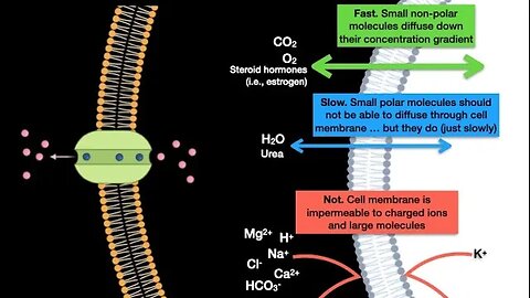 Membrane transport