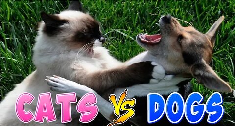 Funny animal videos 2024 - Funny cats vs dogs - Funny animals