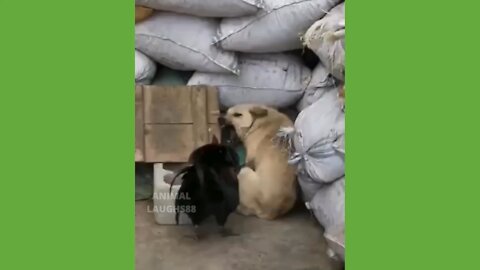 Angry Rooster Shows Dog Who’s Boss Lol