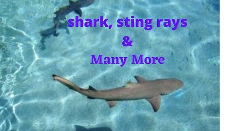 Babies Shark and Sting rays playing around