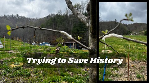 Grafting to Save History
