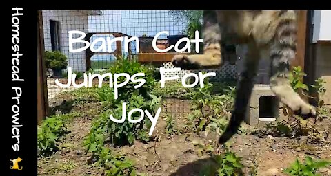 Homestead Cat ~ Otis ~ Jumps For Joy
