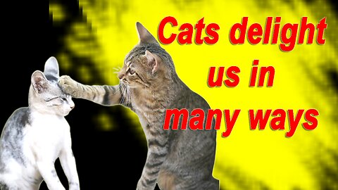 The funniest and funniest cat videos 😇 Crazy Cats 😾 Funny Cats Compilation 🐈