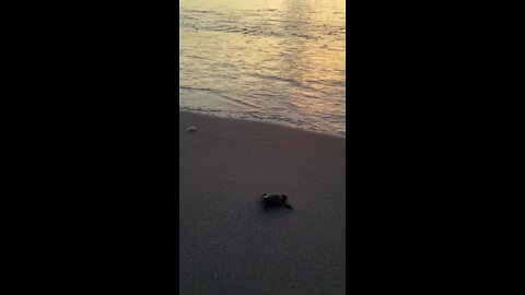 Newborn loggerhead sea turtle safely makes it to sea