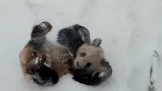 Questo panda sa bene come divertirsi sulla neve