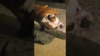 Bulldog Caught Snoring