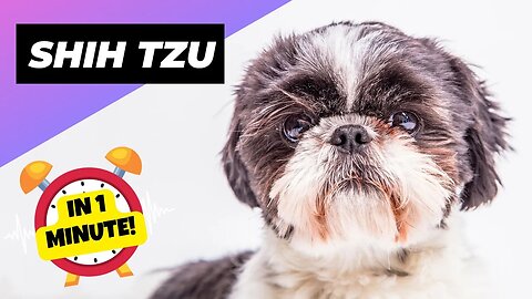 Shih Tzu - In 1 Minute! 🐶 One Of The Smallest Dog Breeds In The World | 1 Minute Animals