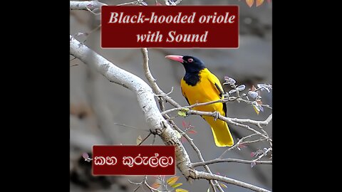 Black-Hooded Oriole With Sound | Black-Headed Oriole | Kaha Kurulla