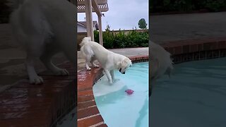 Golden Retriever not what you expect...Funny...yes 🐶🐶🦦🦦🐕🐕 #shorts #goldenretriever #funny