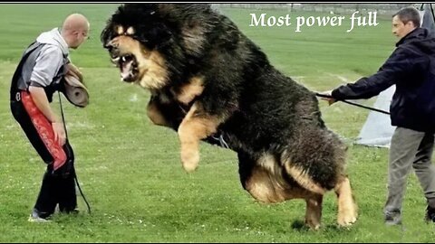 Top 10 Power full Dog..in World..🌎😲
