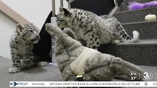 Baby animal alert! Meet the snow leopard cubs who recently underwent physical therapy at the zoo