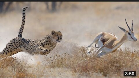 Dangerous Lion Attack on Animals.Dangerous wild Life