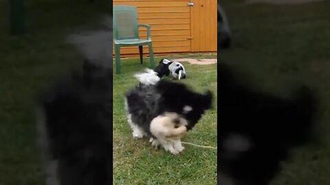 Shih Tzu Teddy Bear Death Shake 😀