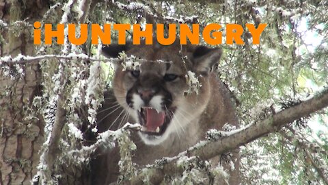 kill and eat cougar hunt. (hounds and sharp sticks)
