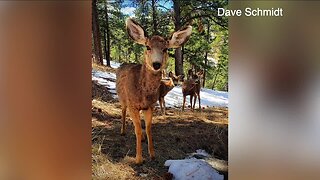 Dave Schmidt shares cute deer picture