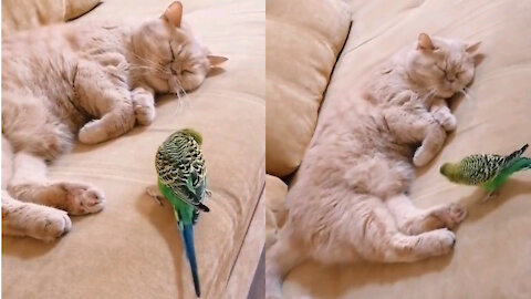 Funny bird loves his cat very much