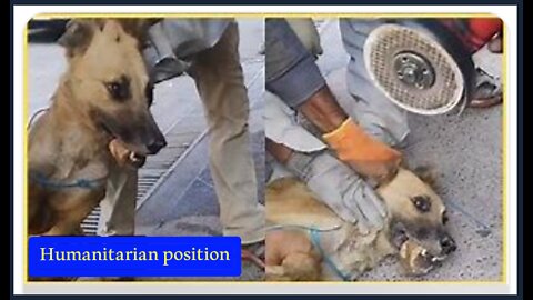 Dog was rescued from real death...influential humanitarian position !