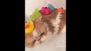 Cute Cat Enjoys Bath With His Favorite Toys