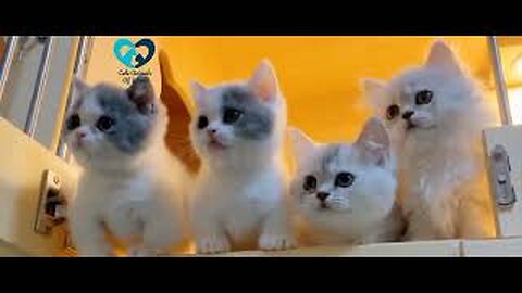 💖Watching Funny Cute Cats Video || Cute Animals Of World💖