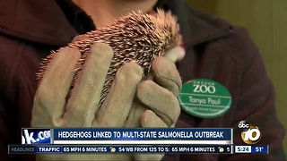 Salmonella outbreak linked to hedgehogs