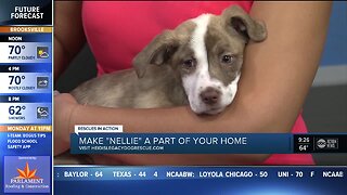 Rescues in Action Feb. 1 | Make Nelli your new pal