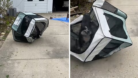 Playpen Can't Contain Aussie Pup's High-energy Zoomies