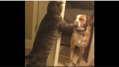 Cat slaps dog in the face, shuts door on him
