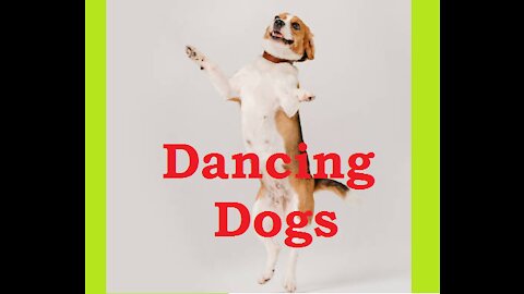 Dancing Dog #shorts