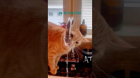 Brat Cat drinks from faucet 😹 #cats, #shorts, #furbaby