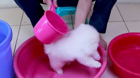 First Cute Pomeranian Puppy Bath | Funny Dogs Puppies