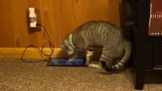 Cat interacts with bird video on tablet