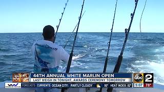 44th White Marlin Open wraps up Friday